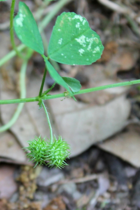 Campi Flegrei -Medicago arabica